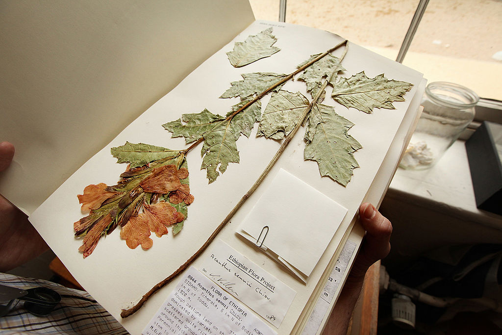 How to make a herbarium